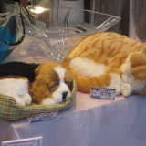 眠り猫と眠り犬